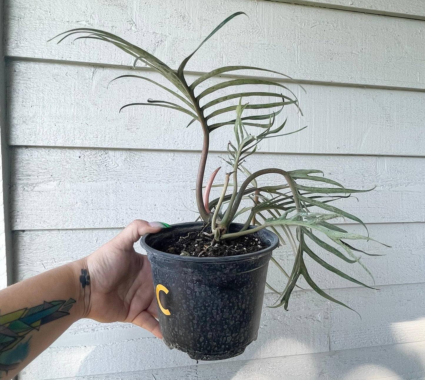 Philodendron Tortum “6 (Philodendron bipinattifidum)