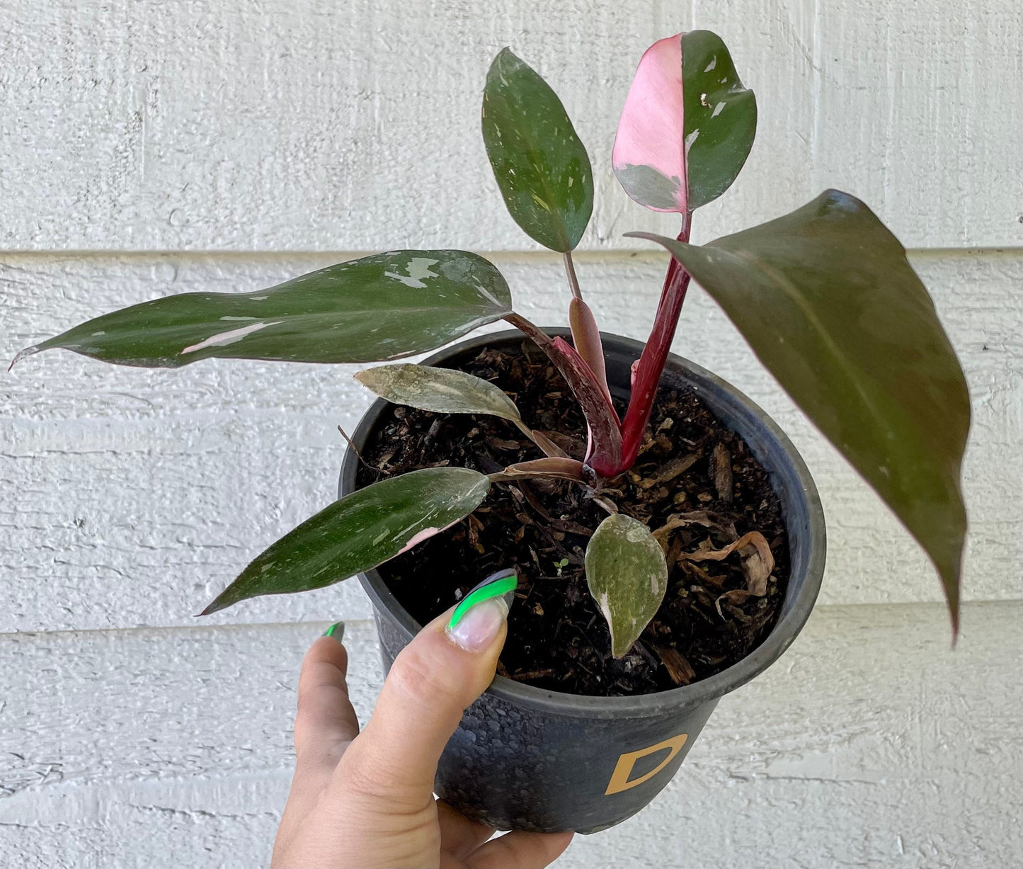 Philodendron Pink Princess 6” ( Philodendron erubescens)