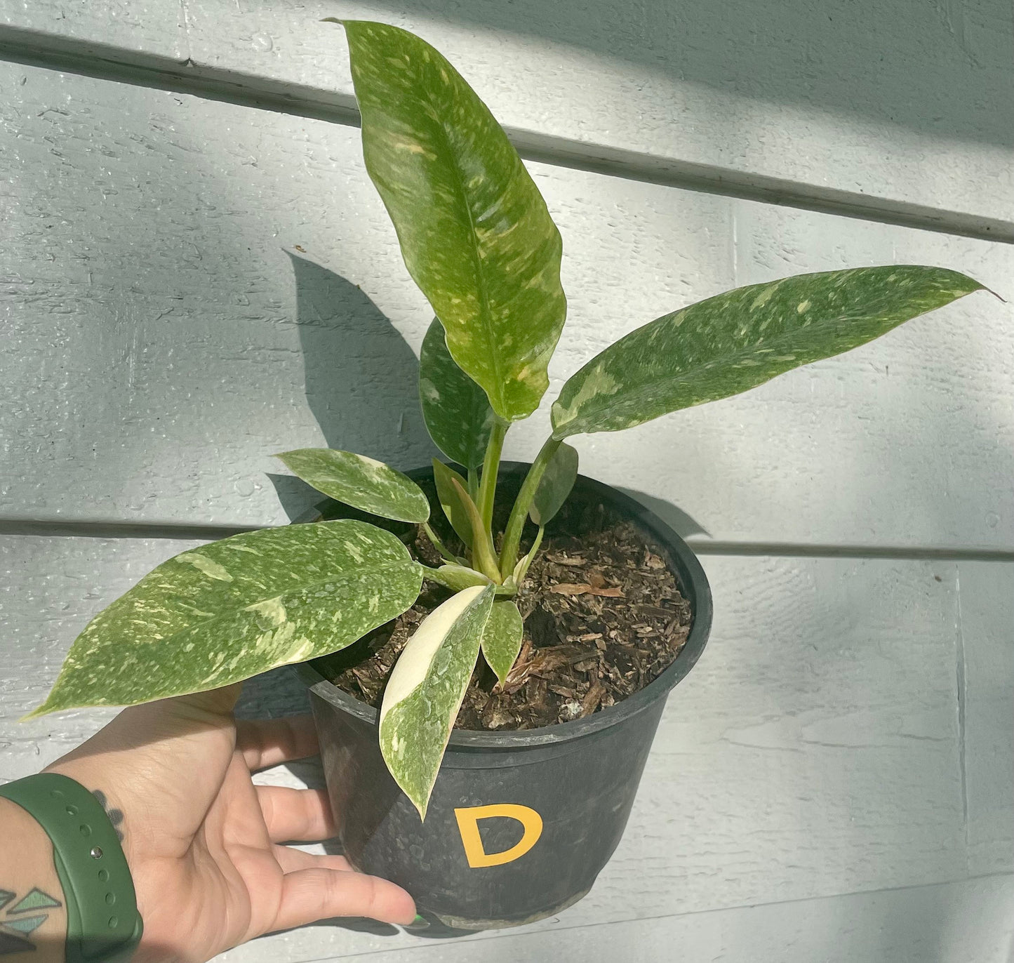 Philodendron Ring of Fire 6”