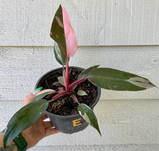 Philodendron Pink Princess 6” ( Philodendron erubescens)